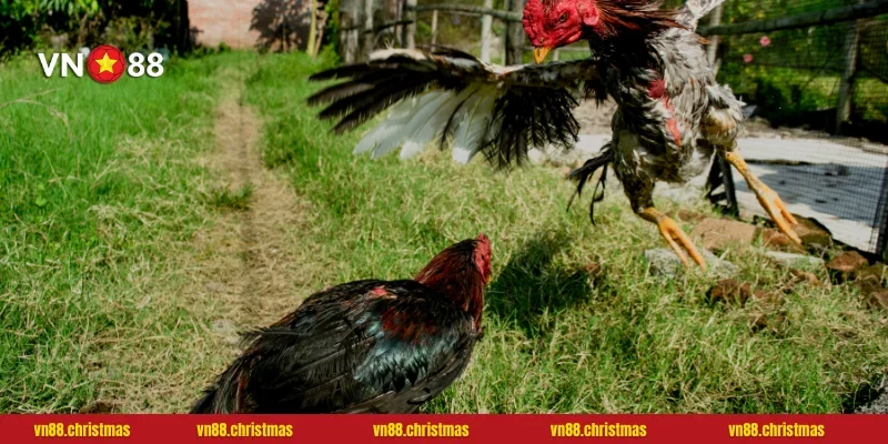 Các hình thức cá cược đá gà hot nhất tại VN88