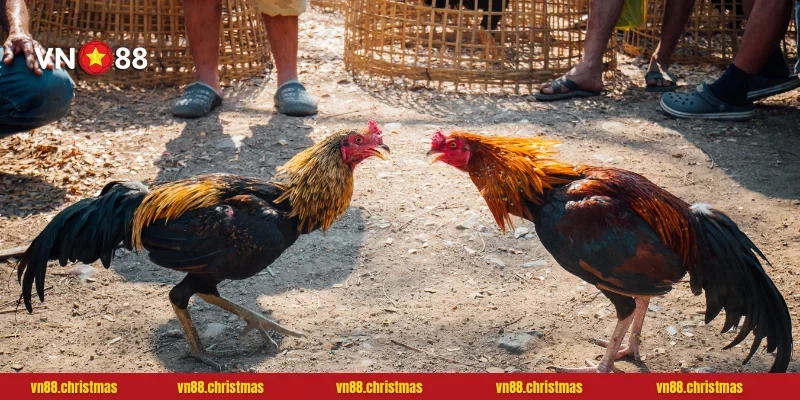 Chuyên gia bật mí kinh nghiệm thắng lớn tại bất kỳ sảnh gà nào