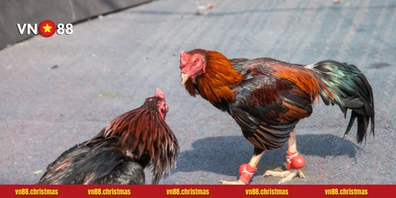 Hướng dẫn đăng ký tham gia nhanh chóng tại VN88