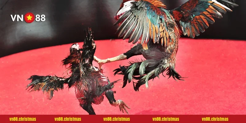 Quy trình đặt cược đơn giản tại đấu trường WGB