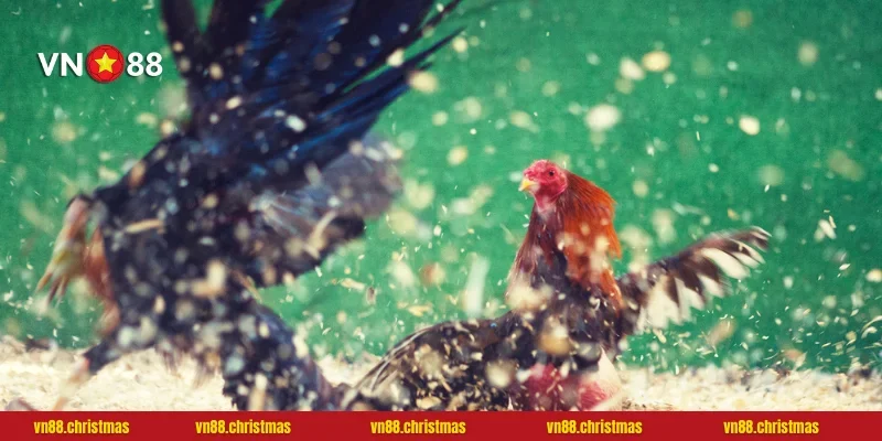 Trận đấu đá gà kịch tính tại nhà cái VN88